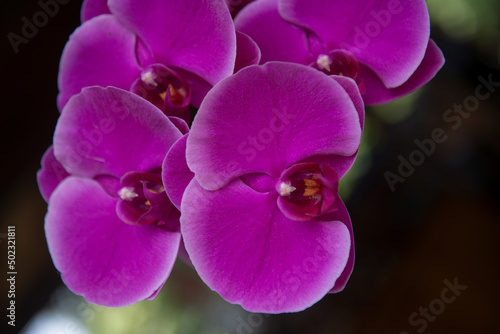 Purple orchid flower phalaenopsis, falah. Purple phalaenopsis flowers. photo