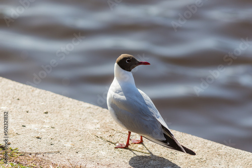 seagull on the parpet