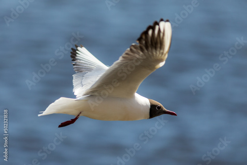 white seagull in flight
