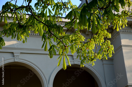 restoration of old alleys of horse chestnut trees. each historical path in the baroque landscape had two rows of alleys. Replacements are often problematic and expensive photo