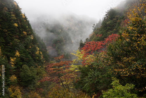 autumn mountains in fog