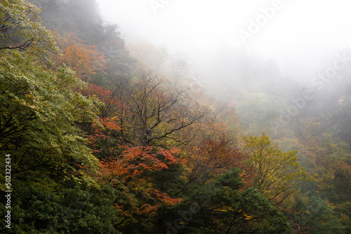 autumn mountain in fog
