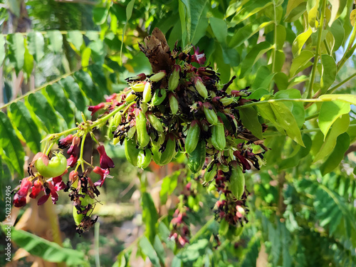Averrhoa bilimbi fruit on the tree photo
