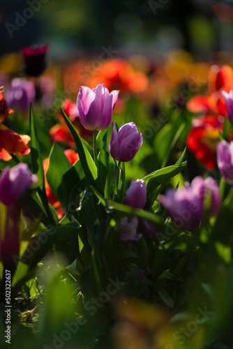 Fototapeta Naklejka Na Ścianę i Meble -  Spring pink tulips in bloom