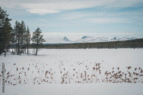 View to Storådörren in Sweden Jämtland (Lapland). Reeds over snow in the foreground. Mountains and trees in the background. Valley of Ljungan.