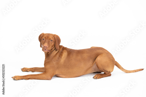 Female dog lies down and looks straight into the camera. Hungarian Shepherd Dog.