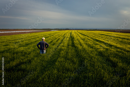 Rear view of senior farmer standing in barley field  examining crop at sunset. © Zoran Zeremski