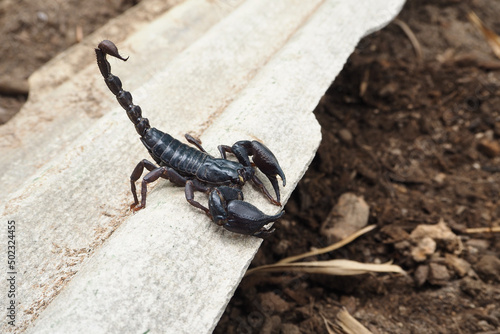 Fotografia Scorpion is a group of animals with eight feet in the Scorpiones order in the Ar