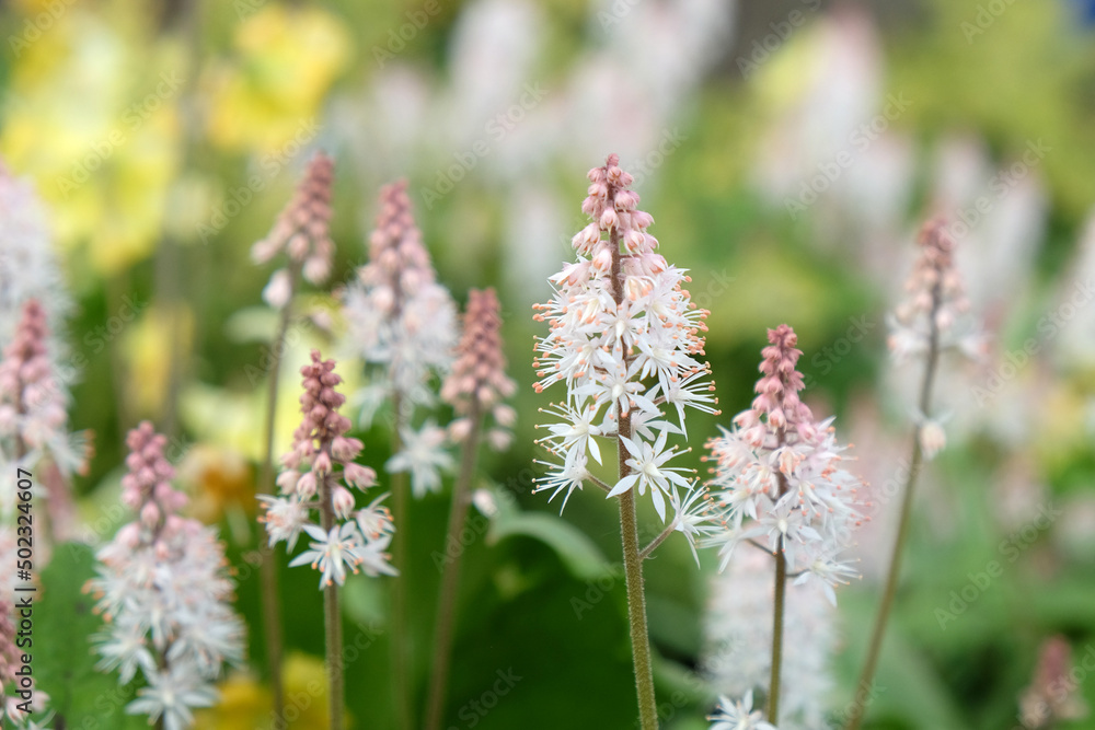 White heartleaf foamflower in bloom. White heartleaf foamflower in bloom.