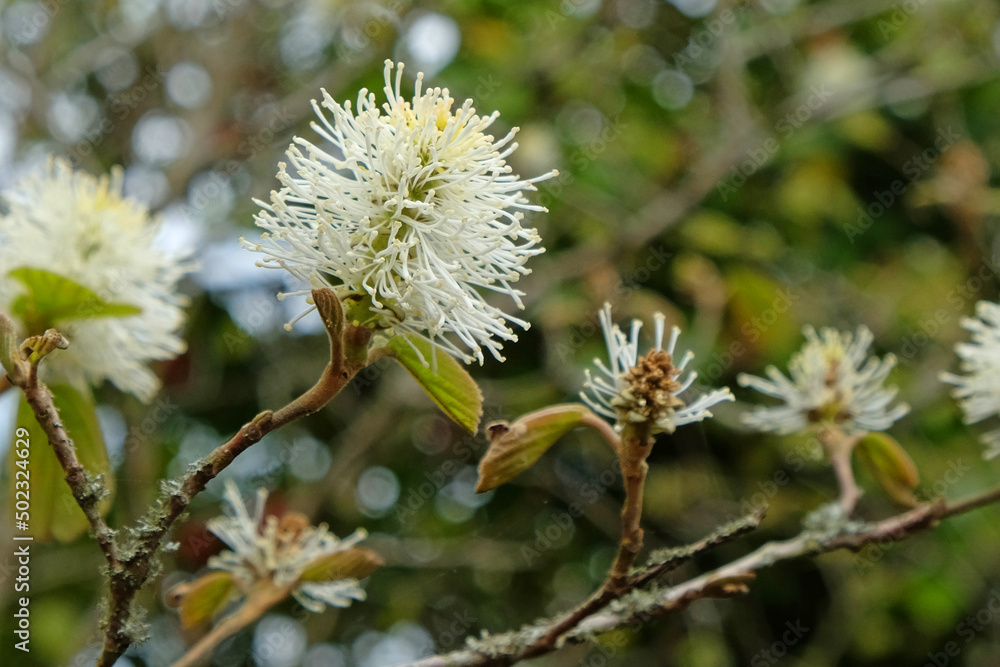 Mountain witch alder in flower Mountain witch alder in flower