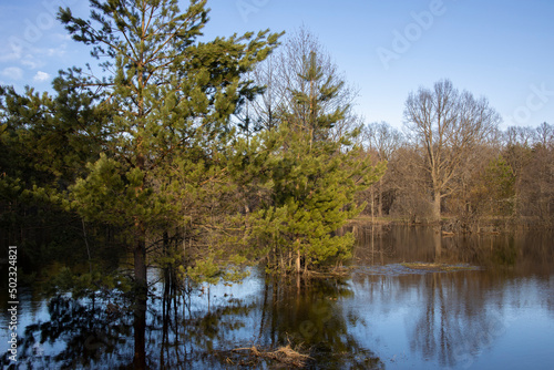 High water in early spring. The sun illuminates the pines by the river. Landscape with a river and trees in the background. The sky is reflected in the river.