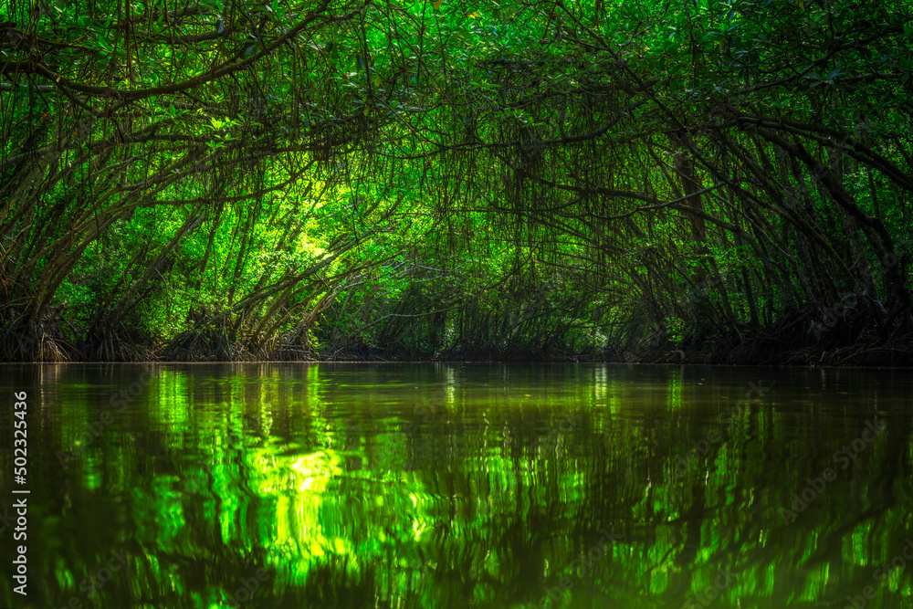 reflection of Mangrove trees in the lake