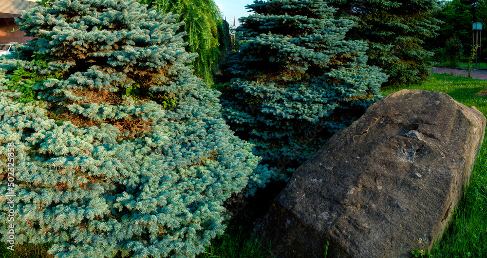 Panorama of fir trees in the city park, decoration around the stones