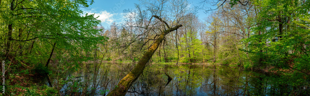 Panorama of forest lakes in spring, young leaves and freshly blossomed buds of trees and shrubs Panorama of forest lakes in spring, young leaves and freshly blossomed buds of trees and shrubs