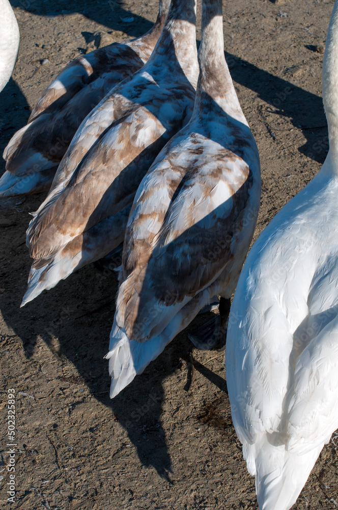 Obraz premium white swans feather in composition