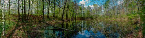 Panorama of forest lakes in spring  young leaves and freshly blossomed buds of trees and shrubs