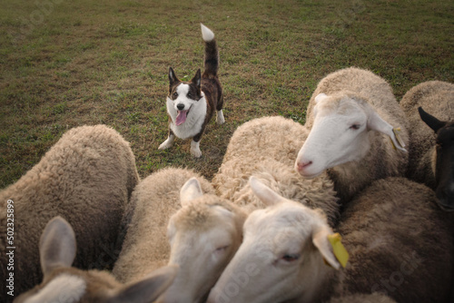 Cardigan welsh corgi dog gathers the sheep together