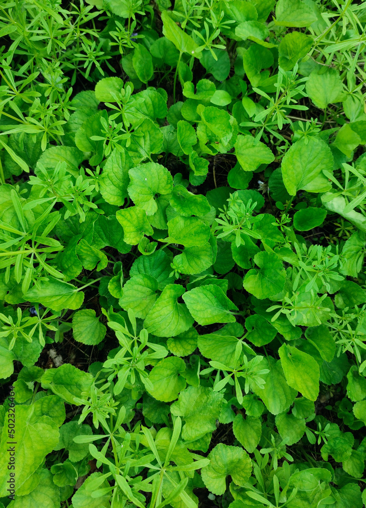 green leaves background green leaves background