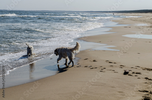 pies na plaży 