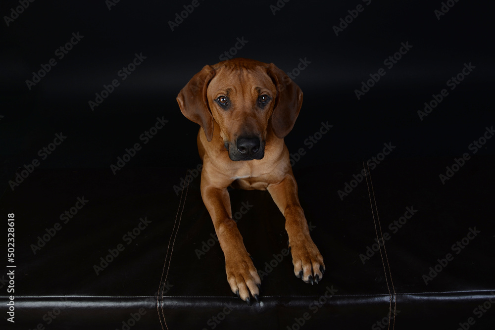 Rhodesian ridgeback Rassehund hunde rüde fell kurz braun welpe Stock ...