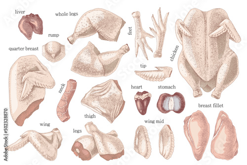 Hand drawn cutting Poultry meat elements set
