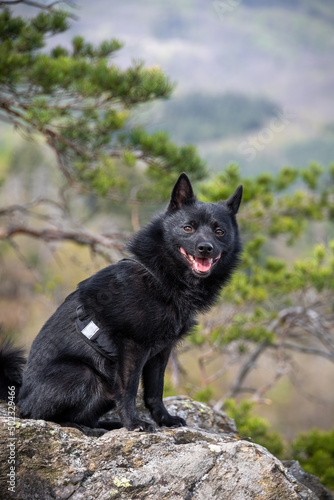 Black dog on stone with blurred nature background © Jaroslav Machacek