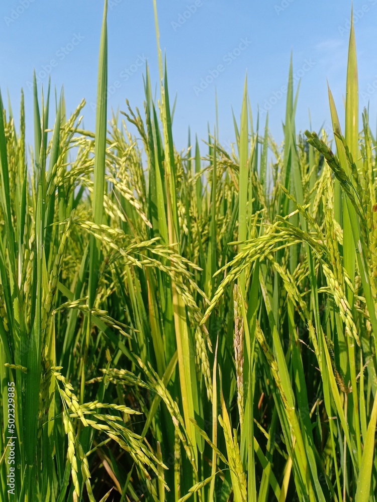 green wheat field green wheat field