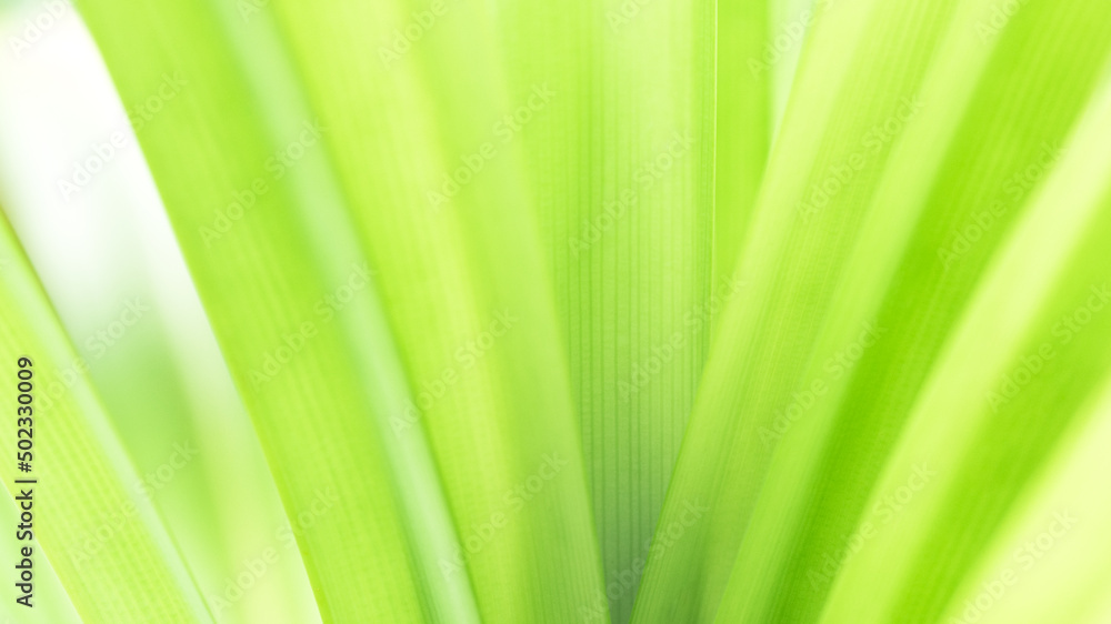 Green leaf texture on natural light background. Green leaf texture on natural light background.