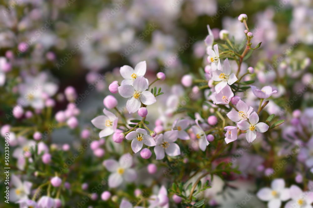 Fototapeta premium Narrow-leaved boronia Pink Star