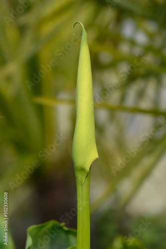 Garden calla lily