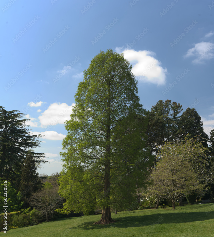 Obraz premium Beautiful tree in parkland with blue sky and fluffy clouds