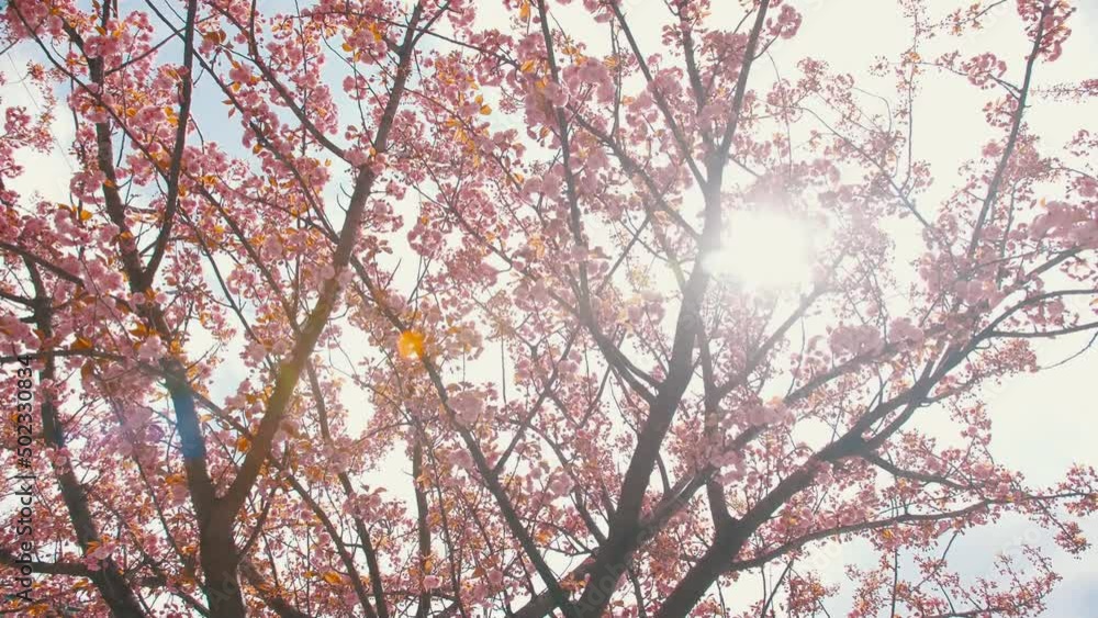Beautiful pink magnolia tree in the yard Beautiful pink magnolia tree in the yard