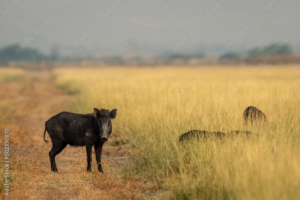 Indian boar or Andamanese or Moupin pig or wild boar a dangerous animal in grassland of jim corbett national park forest uttarakhand india asia - Sus scrofa cristatus Indian boar or Andamanese or Moupin pig or wild boar a dangerous animal in grassland of jim corbett national park forest uttarakhand india asia - Sus scrofa cristatus