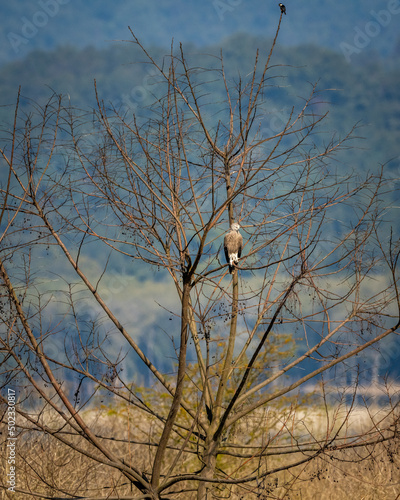 Lesser Fish Eagle or Icthyophaga humilis perched on tree near ramganga river in natural green background at dhikala zone of jim corbett national park or forest reserve uttarakhand india photo