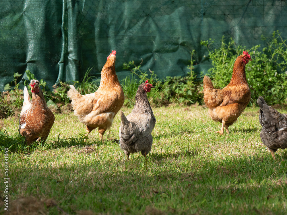 Fototapeta premium Gourmet hens peck at their lunch