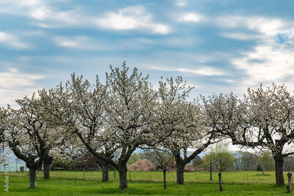 several old, white blooming cherry trees on a meadow several old, white blooming cherry trees on a meadow