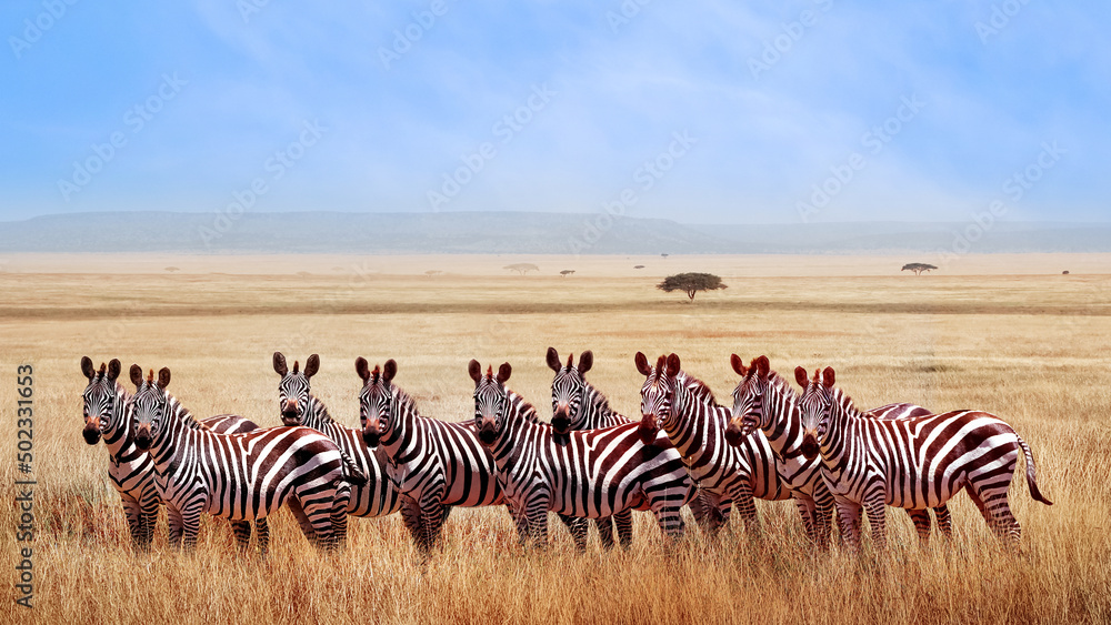 Group of wild zebras in the African savanna at blue sky with clouds. Wildlife of Africa. Tanzania. Serengeti national park. - obrazy, fototapety, plakaty 