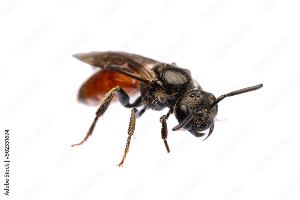 Naklejka premium insects of europe - bees: diagonal front view of blood bee Specodes (german Blutbiene) isolated on white background with