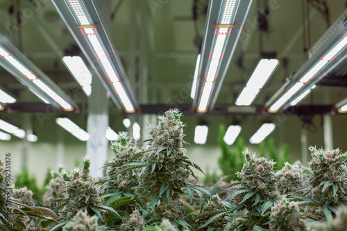 cannabis marijuana in science  lab for health product