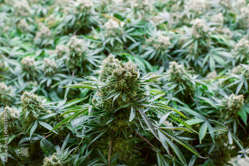 cannabis marijuana in science  lab for health product