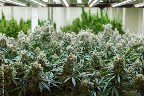 cannabis marijuana in science  lab for health product