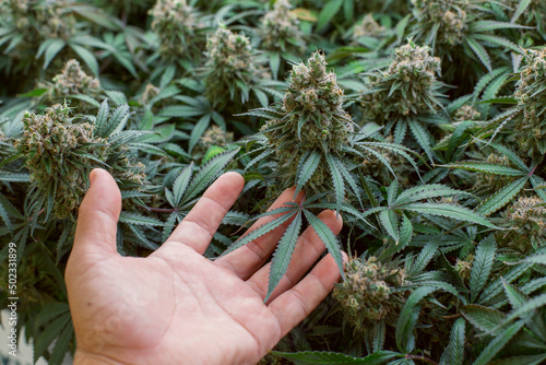 cannabis marijuana in science  lab for health product