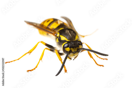 insects of europe - wasps: macro of Vespula germanica  german wasp european wasp  isolated on white background  diagonal view © unpict