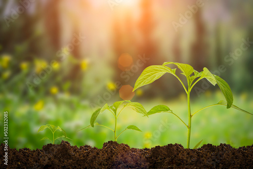 Growth green plants in the soil. Young sprout under nature sunlight. Renewable resources, environmental protection, agriculture, nature concept. 