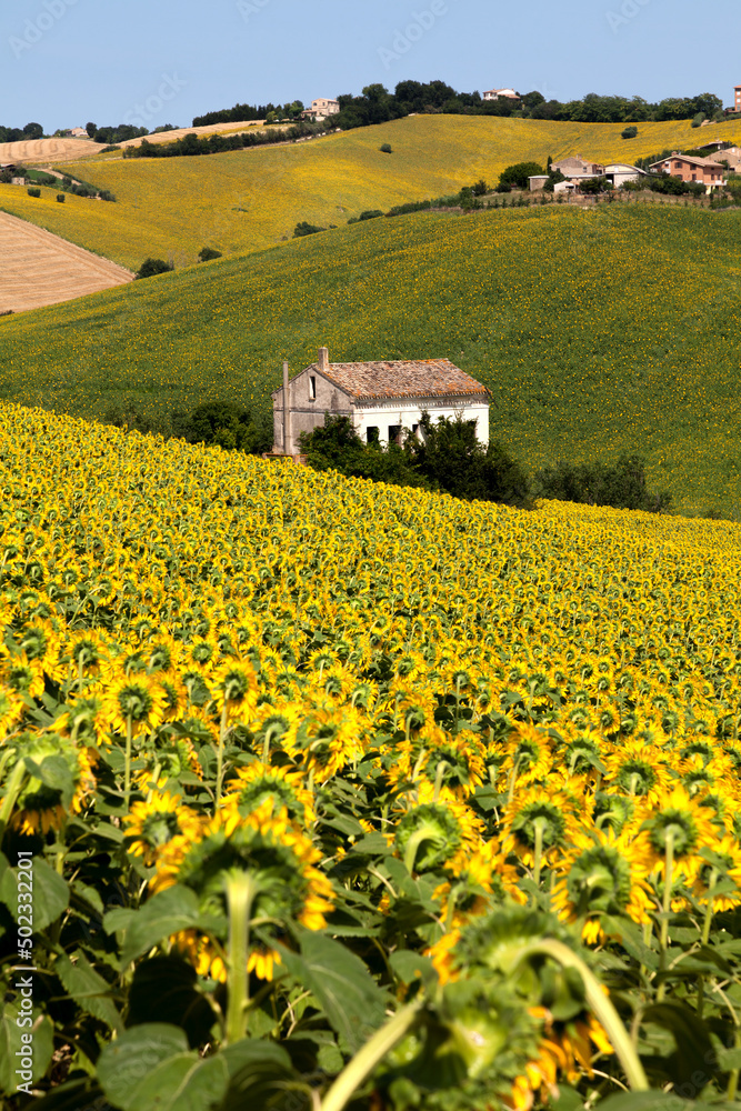 Sunflower Agriculture on Marche Hills of Macerata Italy