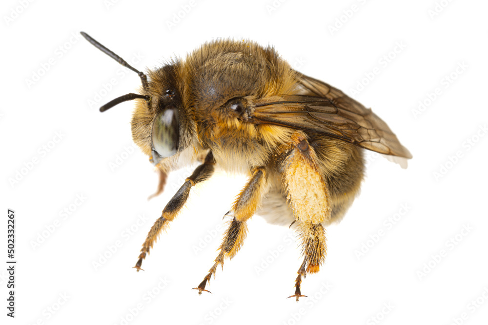 insects of europe - bees: macro of female Anthophora crinipes (Pelzbienen) isolated on white background - side view insects of europe - bees: macro of female Anthophora crinipes (Pelzbienen) isolated on white background - side view