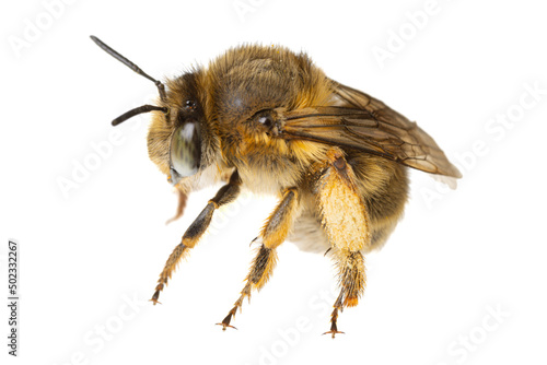 insects of europe - bees: macro of female Anthophora crinipes (Pelzbienen) isolated on white background - side view