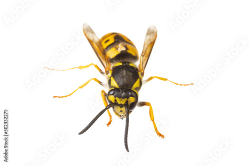 insects of europe - wasps: macro of Vespula germanica german wasp european wasp isolated on white background