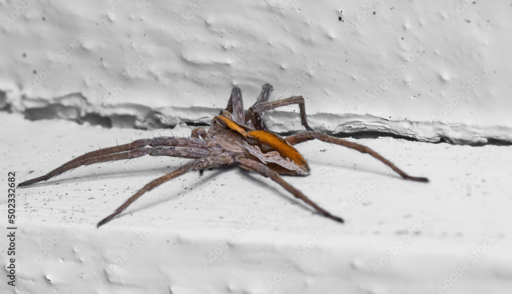 Nursery Web Spider pisaura mirabilis sitting on a white wall looking for prey. Close up Macro photo with shallow depth of field.