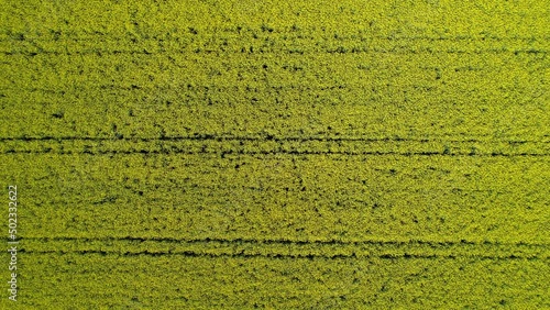 Aerial top down view over yellow canola and rapseed acre, dolly right